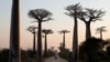 Study Reveals History, Travels of Baobab Tree