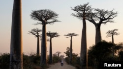 FILE - A motorcycle drives between baobab trees at baobab alley near the city of Morondava, Madagascar, August 30, 2019. (REUTERS/Baz Ratner/File Photo)