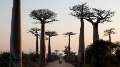 Study Reveals History, Travels of Baobab Tree