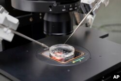 On February 27, 2024, in the in vitro fertilization laboratory of Aspire Houston Fertility Institute in Houston, a small petri dish containing multiple embryos was placed on a microscope stand to extract cells from each embryo to test its viability.