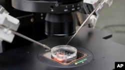 Çalışmalarını Yale Üniversitesi’nde yürüten Türk biliminsanı Berna Sözen'in kök hücre kullanarak sperm ve yumurta olmaksızın oluşturduğu erken gelişim dönemini taklit edebilen embriyolar erken gebelik kayıplarının engellenebilmesi yönünde hayati bir adım olarak görülüyor 