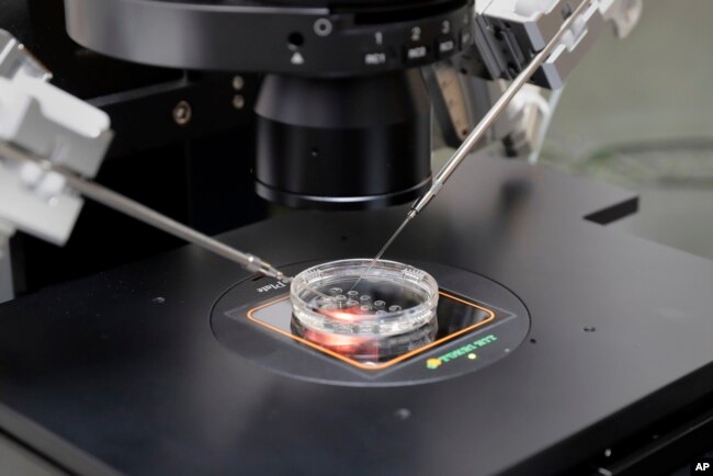 A small petri dish holding several embryos is positioned onto a microscope stand used to extract cells from each embryo to test for viability at the Aspire Houston Fertility Institute in vitro fertilization lab, Feb. 27, 2024, in Houston.