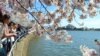 Washington y los cerezos en flor