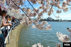 Layanan Taman Nasional memproyeksikan puncak mekarnya lebih dari 3.000 pohon sakura yang ditanam di sekitar Tidal Basin di Washington DC akan terjadi antara tanggal 22 dan 25 Maret 2023. (VOA/Tomas Guevara)