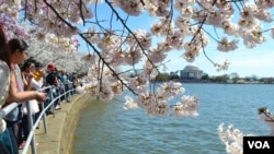 Los cerezos han comenzado su floración y miles de visitantes se aglomeran en los alredesores del estanque Tidal Basin cerda de los monumento a Thomas Jefferson y George Washongton para disfrutar del espectáulo natural. [Foto: Tomás Guevara, VOA]