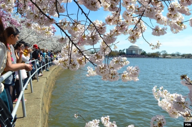 Layanan Taman Nasional memproyeksikan puncak mekarnya lebih dari 3.000 pohon sakura yang ditanam di sekitar Tidal Basin di Washington DC akan terjadi antara tanggal 22 dan 25 Maret 2023. (VOA/Tomas Guevara)