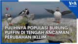 Pulihnya Populasi Burung Puffin di tengah Ancaman Perubahan Ikllim