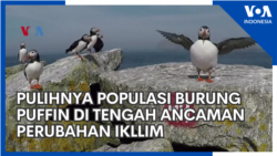 Pulihnya Populasi Burung Puffin di tengah Ancaman Perubahan Ikllim