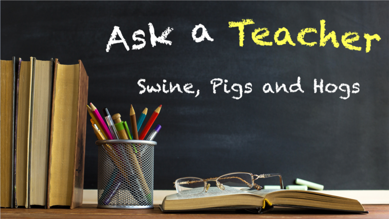 Swine, Pigs and Hogs