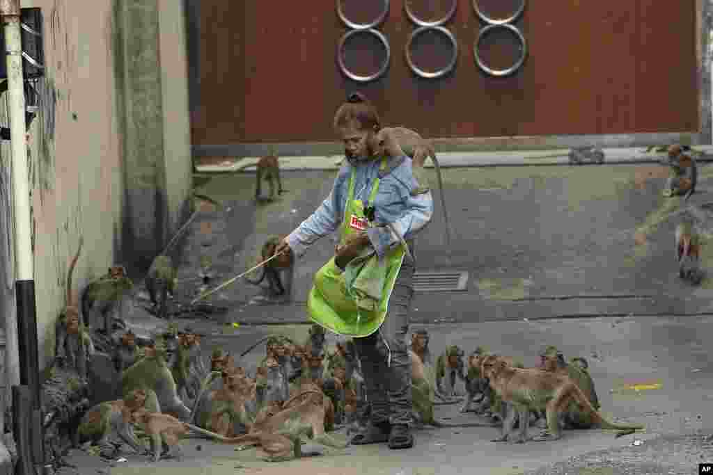 A worker chases monkeys away from a customer in front of an auto-part shop in Lopburi Province, north of Bangkok, Thailand.&nbsp;A Thai town, run ragged by its ever-growing population of marauding wild monkeys, began the fight back Friday, using trickery and ripe tropical fruit.