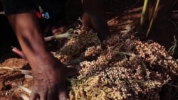 Kurangi Produksi Tembakau, Petani Malawi Beralih ke Tanaman Lain 