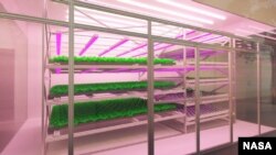 A microgreen food production system developed by Enigma of the Cosmos of Melbourne, Australia, is shown. (Image Credit: NASA/Methuselah Foundation)
