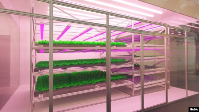 A microgreen food production system developed by Enigma of the Cosmos of Melbourne, Australia, is shown. (Image Credit: NASA/Methuselah Foundation)