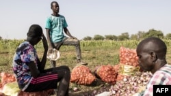 Wakulima wa vitunguu mpakani mwa Senegal na Mauritania. Picha na JOHN WESSELS / AFP