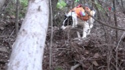 Sam, el perro que ayuda a cuidar el medio ambiente en Chile