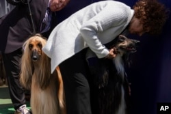 David Giordano and Mary Ann Giordano groom their Afghan hounds Frankie and Belle before breed group judging at the 148th Westminster Kennel Club Dog Show, May 13, 2024, at the USTA Billie Jean King National Tennis Center in New York.