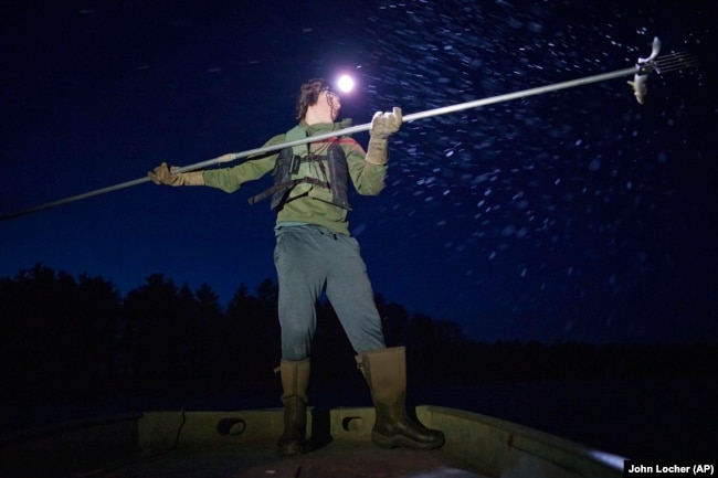 Gabe Bisonette, a member of the Lac Courte Oreilles Band of Lake Superior Ojibwe, spears a walleye by headlamp on the Chippewa Flowage Monday, April 15, 2024, near Hayward, Wis. (AP Photo/John Locher)