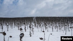 Uvenuli suncokreti na polju, usred ruskog napada na Ukrajinu, u blizini Bahmuta, oblast Donjecka, Ukrajina, 16. februara 2023.