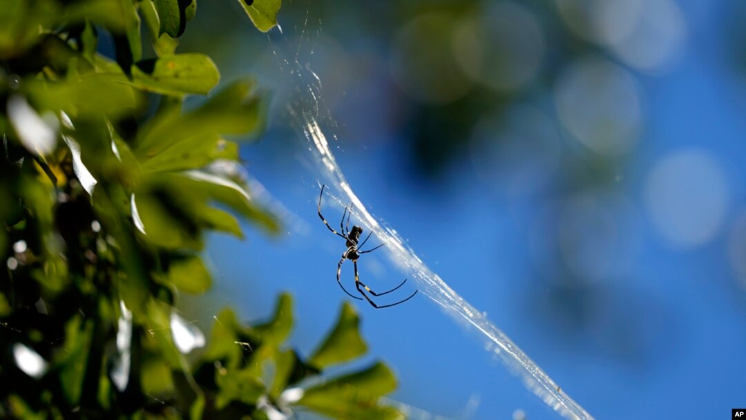 FILE - A Joro spider makes a web, Sept. 27, 2022, in Atlanta.