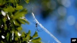 FILE - A Joro spider makes a web, Sept. 27, 2022, in Atlanta.