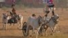 Penduduk setempat berlomba dengan gerobak sapi mereka di desa Romdoul, provinsi Kampong Speu, barat daya Phnom Penh, Kamboja, Minggu, 7 April 2024. (AP/Heng Sinith)