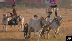 Penduduk setempat berlomba dengan gerobak sapi mereka di desa Romdoul, provinsi Kampong Speu, barat daya Phnom Penh, Kamboja, Minggu, 7 April 2024. (AP/Heng Sinith)