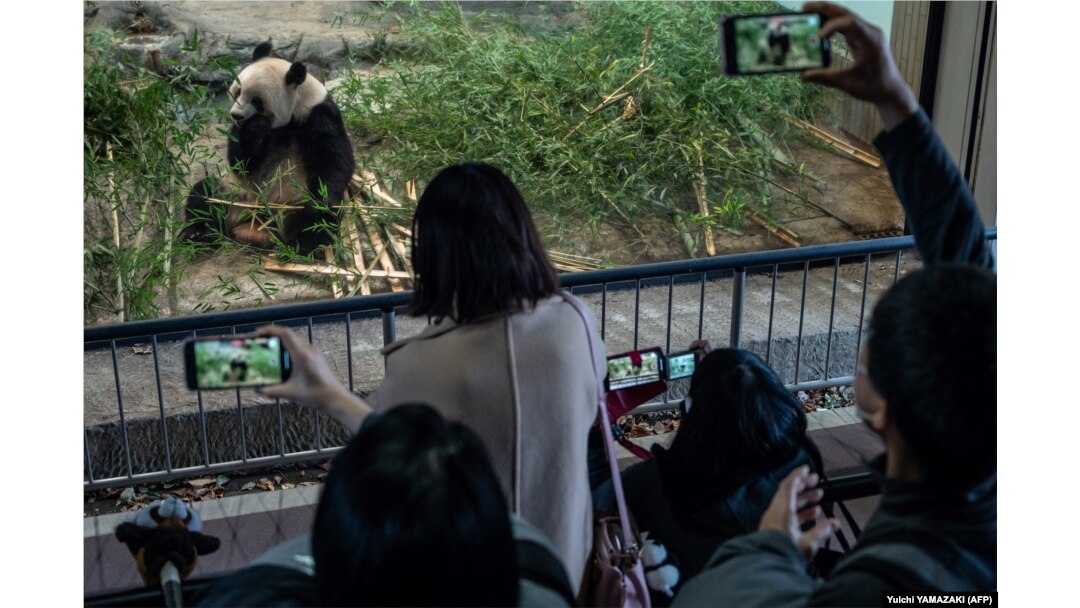 Warga melihat panda raksasa betina Xiang Xiang menjelang kepulangannya ke China, di Taman Zoologi Ueno di Tokyo pada 19 Februari 2023. (Foto: AFP/Yuichi YAMAZAKI)