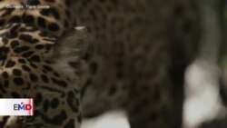 “Tigre Gente”, el documental que muestra el tráfico del jaguar boliviano hacia China