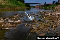 A heron stands in the Acre River, the main water source for the city of Rio Branco which is facing water shortages during a drought in Acre state, Brazil, Friday, Aug. 2, 2024. (AP Photo/Marcos Vicentti)