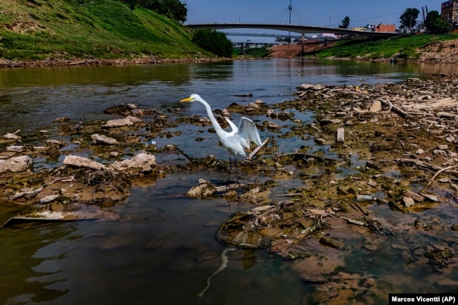 A heron stands in the Acre River, the main water source for the city of Rio Branco which is facing water shortages during a drought in Acre state, Brazil, Friday, Aug. 2, 2024. (AP Photo/Marcos Vicentti)