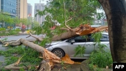 22일 중국 남부 광둥성 칭위안시에 쏟아진 폭우로 나무가 쓰러지며 파손된 차량.