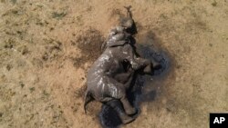 Zimbabwe Dead Elephants