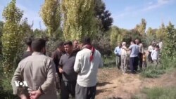 ڕاپۆرتێکی دەنگی ئەمەریکا بڕیاری لەناوبردنی 150هەزار داری بەرداری هەڵوەشاندەوە