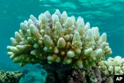 More than 90% of Great Barrier Reef coral surveyed in 2022 was bleached. This was the fourth such mass event in seven years in the world’s largest coral reef ecosystem, Australian government scientists said in its annual report released on May 10, 2022. (C. Jones/GBRMPA via AP)