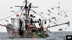 FILE- Gulls follow a commercial fishing boat as crewmen haul in their catch in the Gulf of Maine, in this Jan. 17, 2012 file photo. Commercial fishing is at the heart of a case the U.S. Supreme Court announced on May 1, 2023, that it will take up. 