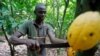 Rains, Floods Imperil Ivory Coast Cocoa