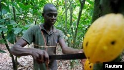 FILE: A man cuts a cocoa pod from a tree on a plantation in Toumodi, Ivory Coast on Oct. 13, 2018.