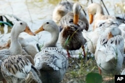 Ducks gather at a farm in Snoa village outside Phnom Penh, Cambodia, Thursday, Feb. 23, 2023. (AP Photo/Heng Sinith)