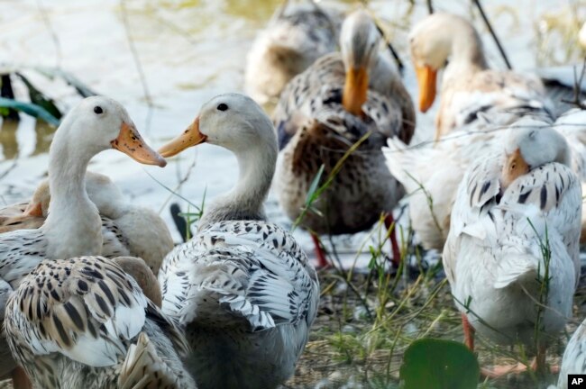 Ducks gather at a farm in Snoa village outside Phnom Penh, Cambodia, Thursday, Feb. 23, 2023. (AP Photo/Heng Sinith)