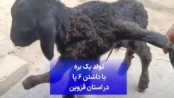 تولد یک بره با داشتن ۶ پا در استان قزوین
