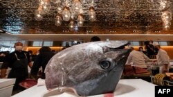 Kepala tuna sirip biru - yang dibeli pada hari sebelumnya dengan harga lebih dari 270.000 USD pada lelang tuna pertama di Tahun Baru - diletakkan di konter saat ikan diiris di toko utama Sushi Ginza Onodera di Omotesando di Tokyo, 5 Januari 2023. (Richard A. Brooks / AFP )