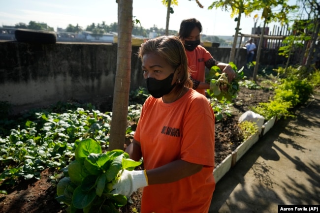 Organic waste collected from households is turned into compost that goes into a community garden to grow vegetables. (AP Photo/Aaron Favila)