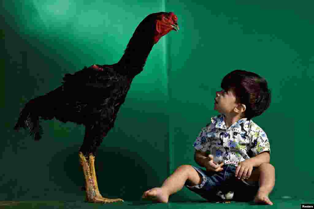 A Giant Indian Urubu named Varapau is seen standing next to Gabriel Pereira, a one year and 9-month-old child, at the Avicultura Gigante, in Formosa, Goias State, Brazil, Sept. 1, 2023.