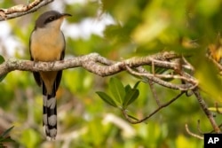 FILE - This image provided by Macaulay Library/Cornell Lab of Ornithology shows a mangrove cuckoo. (Scott Young/Macaulay Library/Cornell Lab of Ornithology via AP)