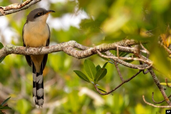 FILE - This image provided by Macaulay Library/Cornell Lab of Ornithology shows a mangrove cuckoo. (Scott Young/Macaulay Library/Cornell Lab of Ornithology via AP)