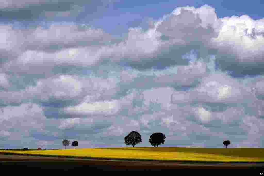 Cars drive along a field of oilseed rape near Munich, Germany.