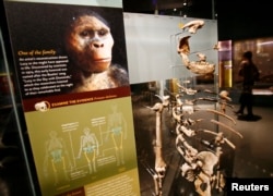 واشنگٹن ڈی سی کے نیچرل ہسٹری میوزیم میں انسانی ارتقا کے شعبے میں لاکھوں سال پرانے انسان کی ہڈیاں رکھی گئی ہیں اور اس کی امکانی شکل کی تصویر اور تاریخ کے متعلق معلومات فراہم کی گئیں ہیں۔