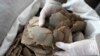More Than a Ton of Endangered Pangolin Scales Seized in Thailand 