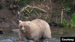 หมีเกรเซอร์ขณะอยู่ในน้ำ (ที่มา: Katmai National Park and Preserve)