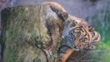 Kala, a Sumatran tiger cub born on December 1, 2023, looks on as it is being presented to the public for the first time, at Bioparco Zoo in Rome, Italy, March 7, 2024. 